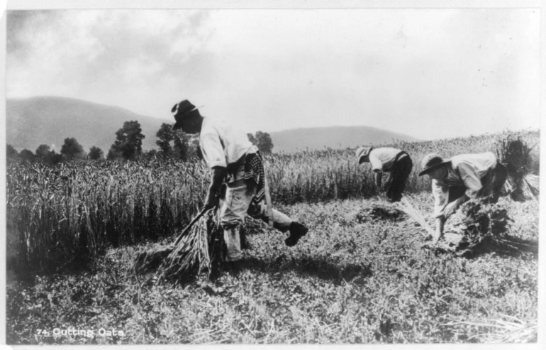 Farmers_cutting_and_gathering_oats,_Ireland_LCCN2017656333.tif
