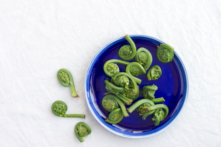 fiddlehead4