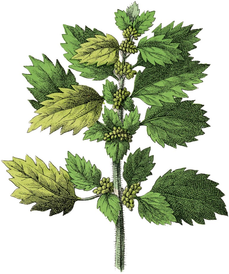 Botanical-Nettle-Herb-Image-GraphicsFairy